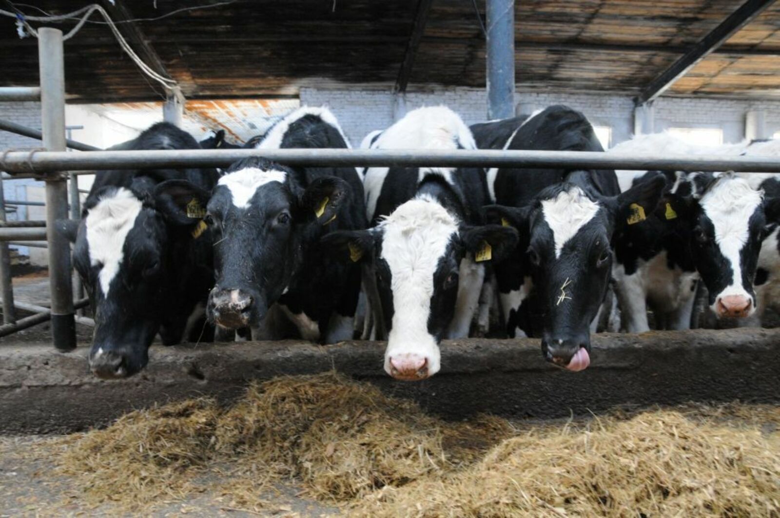 В Башкортостане производство товарного молока превысило 200 тысяч тонн