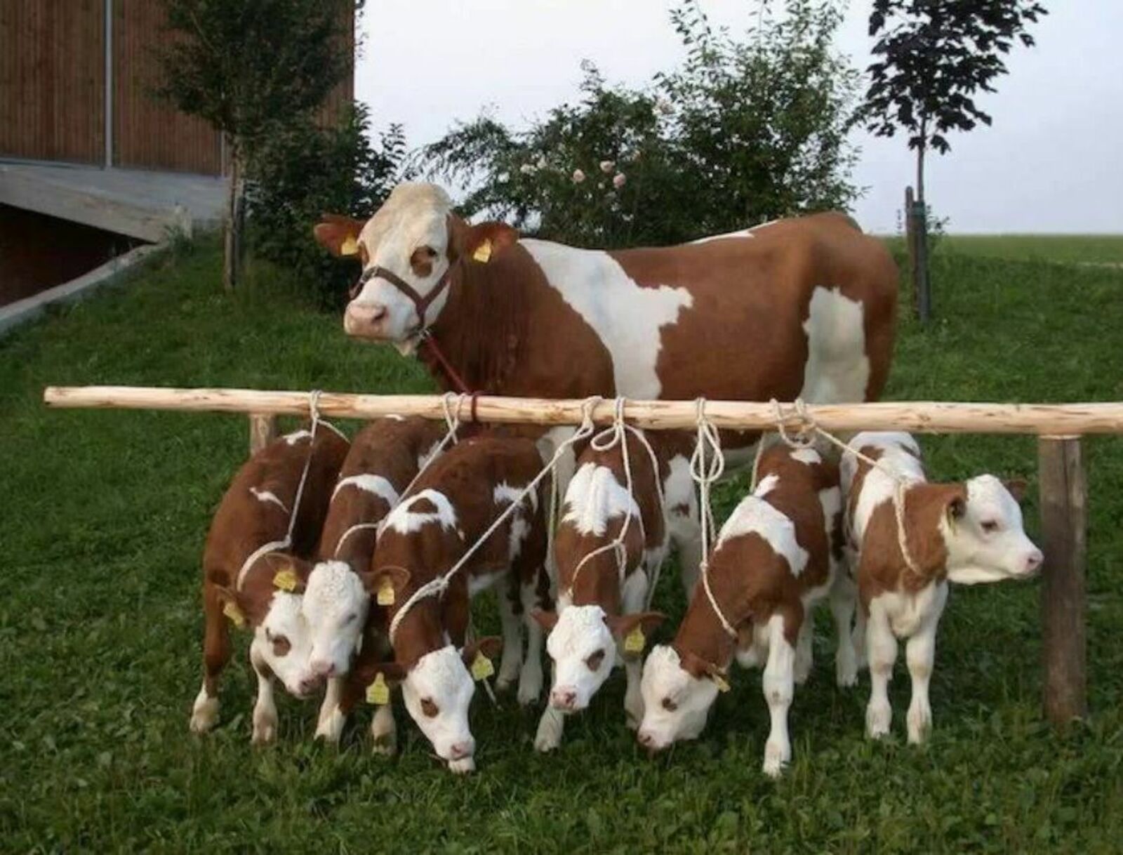 Инновационный метод ЭКО крупного рогатого скота разработали британские учёные