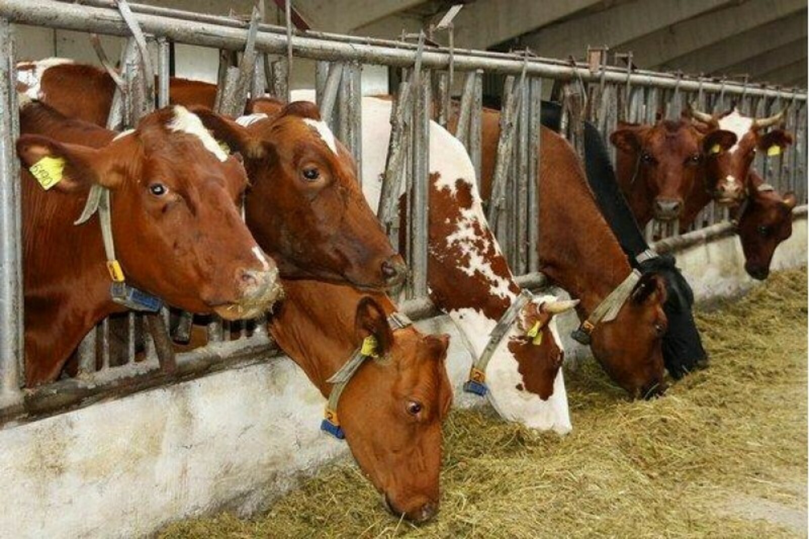 Фермы в России с более тысячи голов коров имеют рентабельность выше 23%