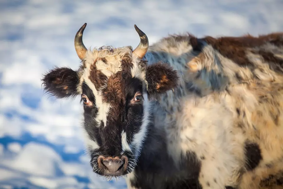 В Якутии создадут клон коровы якутской аборигенной породы
