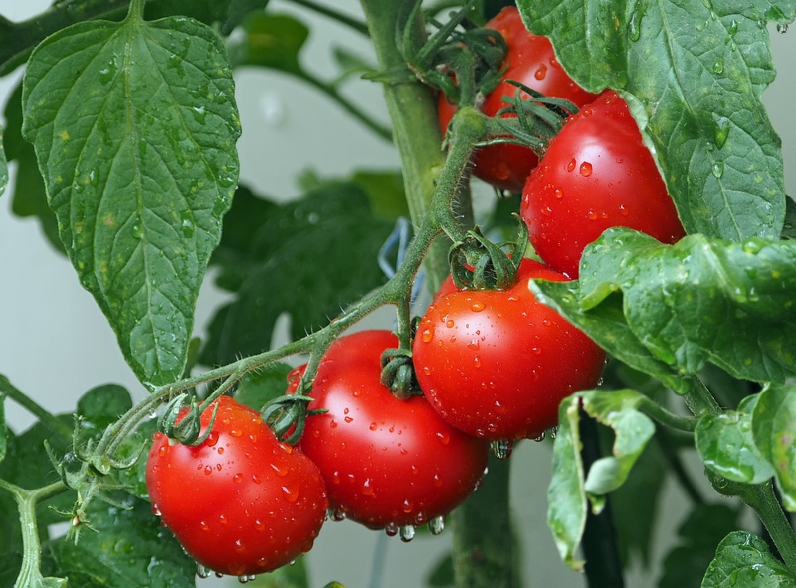 Башкортостан вошел в топ-10 по сбору тепличных овощей