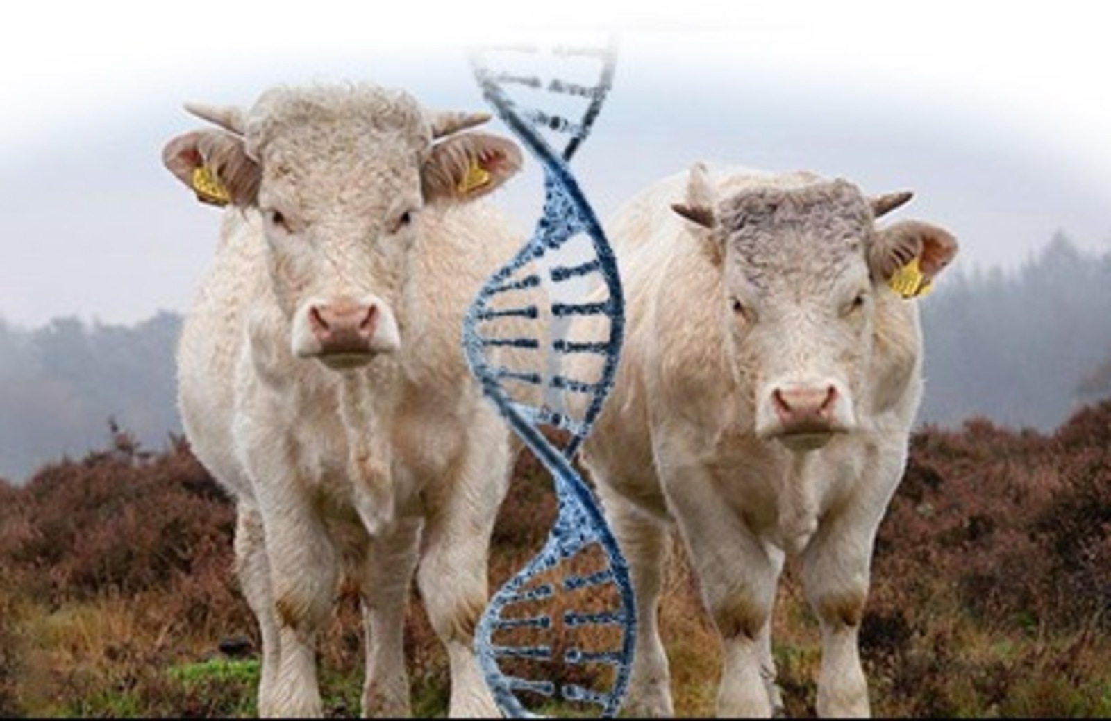 В Башкортостан прибыл генетический материал племенных быков из Канады