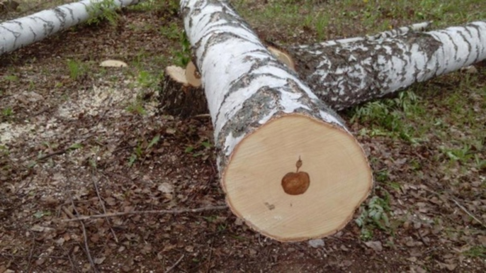 В Гафурийском районе выявили факт незаконной рубки деревьев