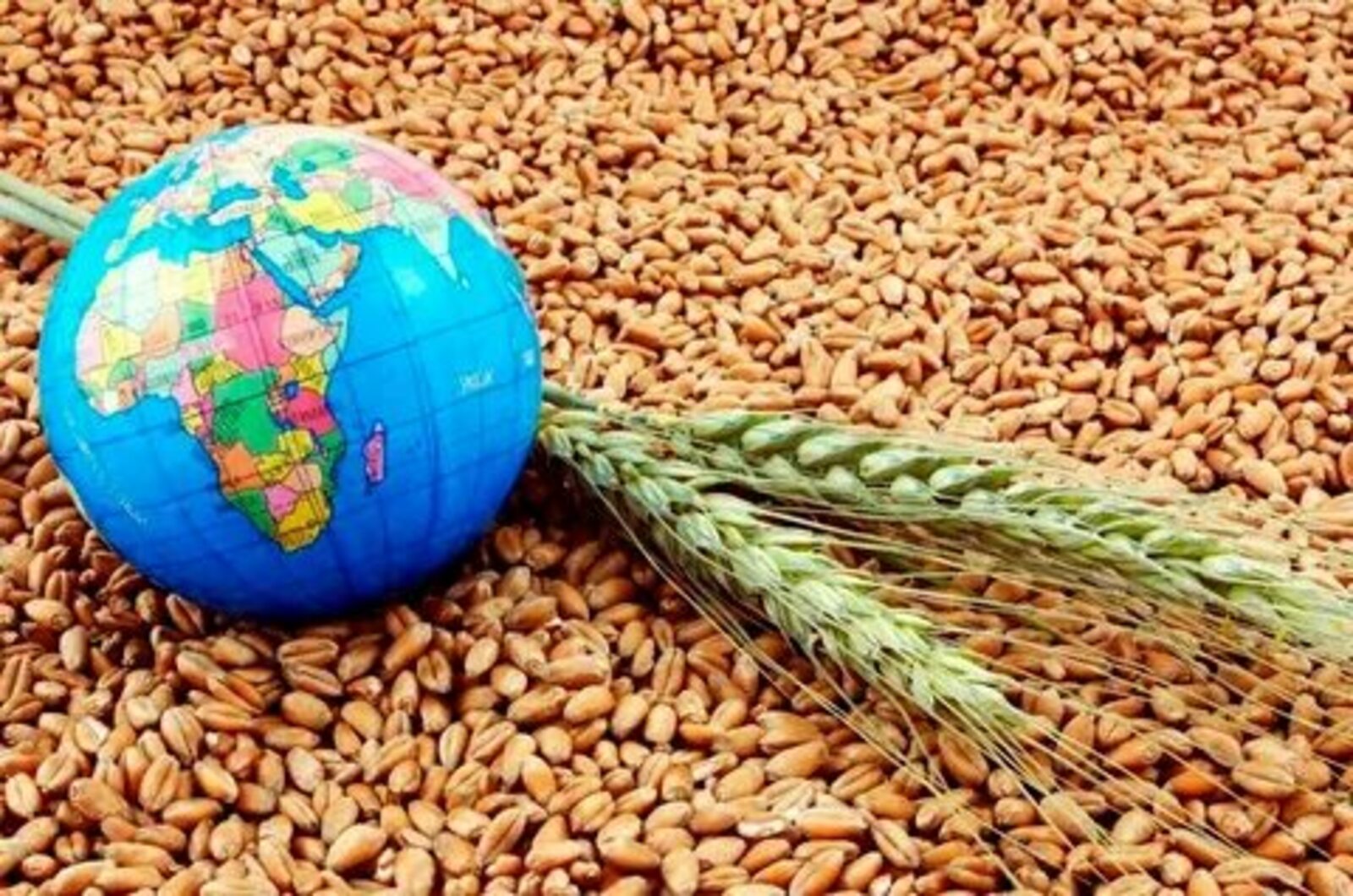 Россия и дальше будет поставлять зерно на зарубежные рынки
