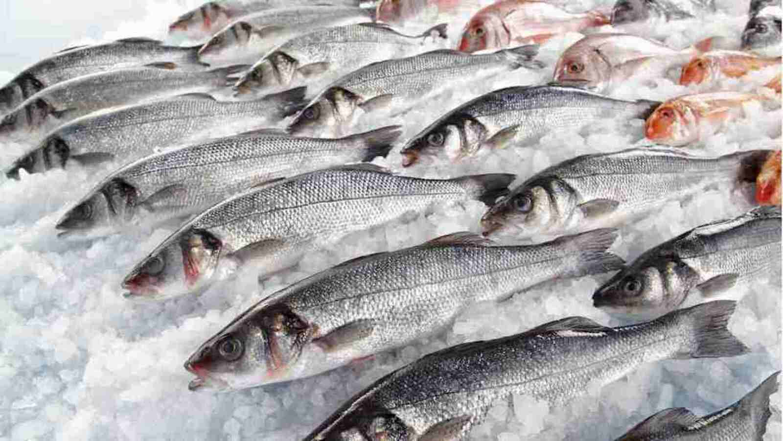 Путин рассмотрит вопрос об экспортных пошлинах на рыбную продукцию
