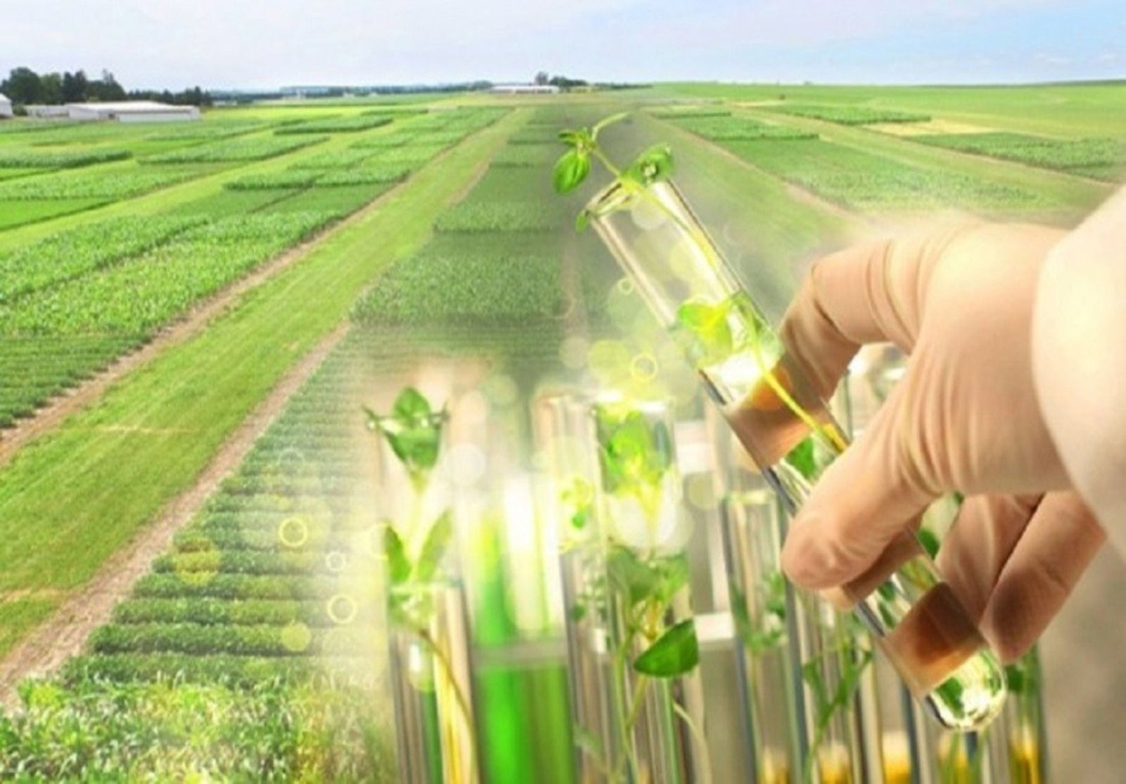 Повышение урожайности растений. Биотехнологии в сельском хозяйстве. Селекция в сельском хозяйстве. Инновации в растениеводстве. Инновации в сельском хозяйстве.