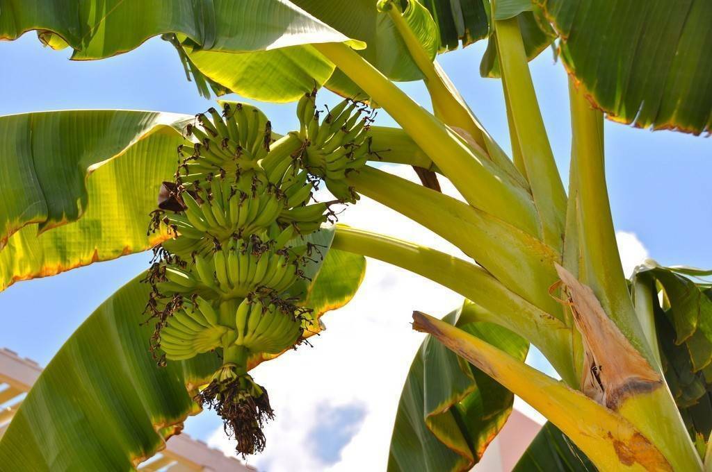 В Индии изобрели банановые ранозаживляющие бинты