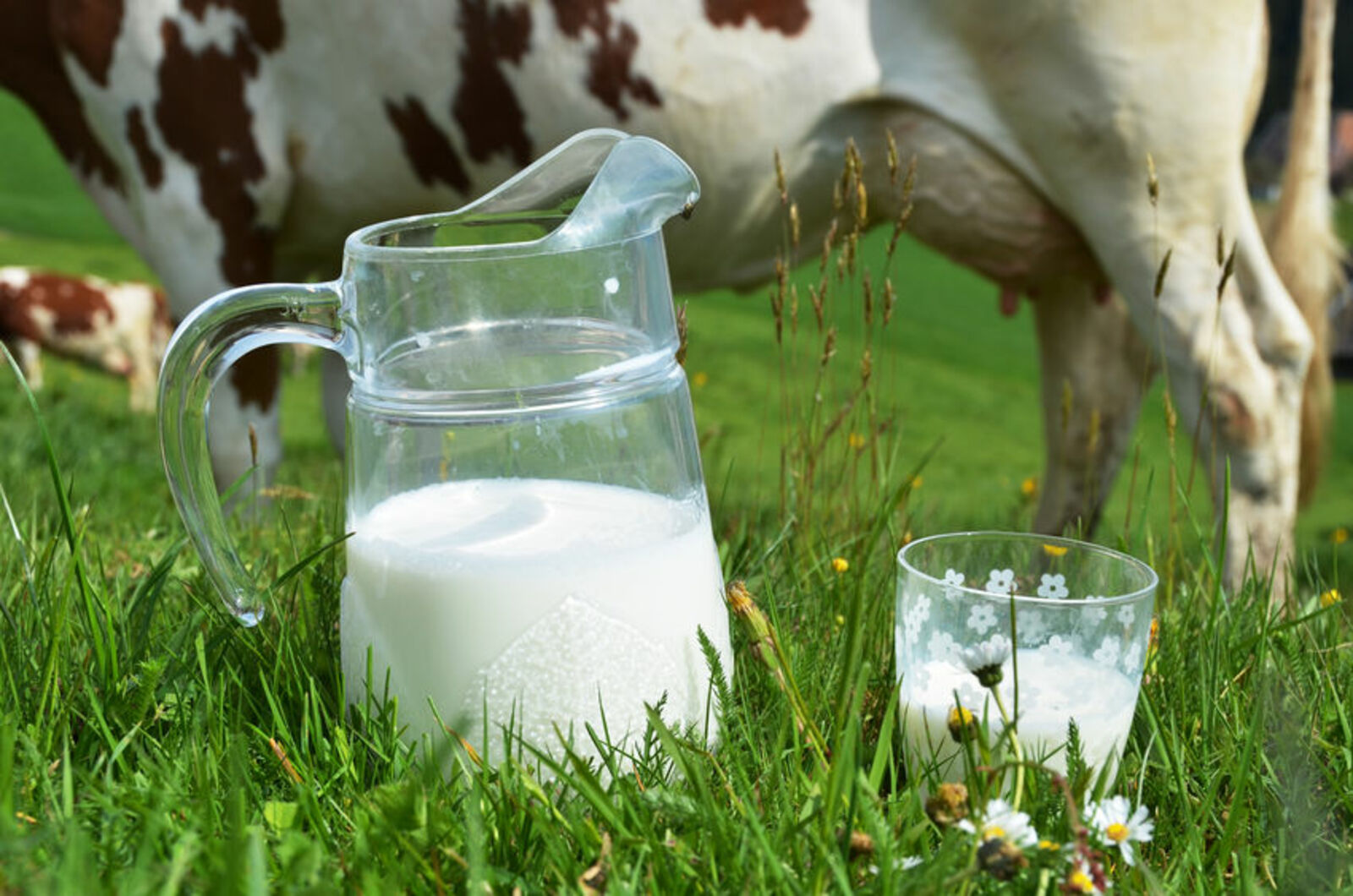 Лучшие молочные хозяйства Башкирии за 2023 год