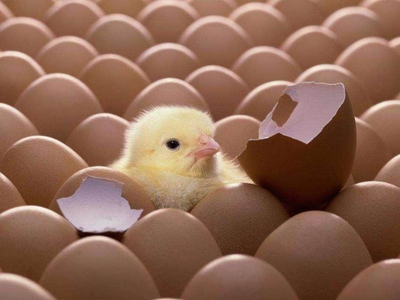 Россия сокращает импорт инкубационного яйца