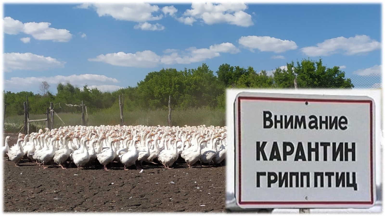Впервые на территорию Башкирии проник грипп птиц