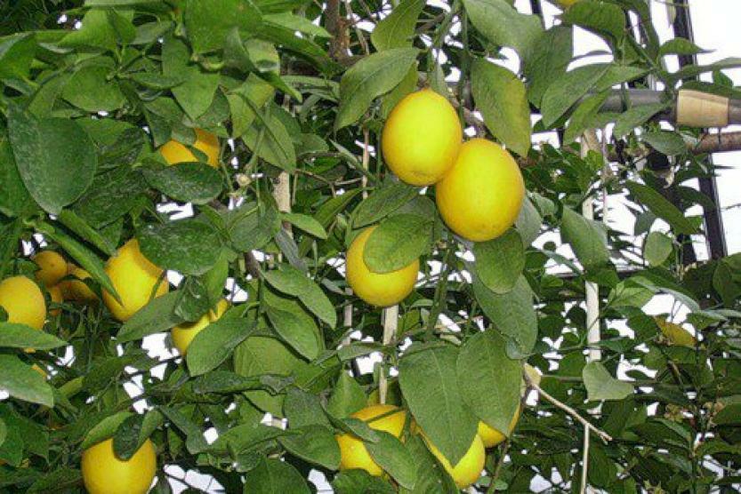 В Уфе наградили победителей конкурса «Лучшие товары Башкортостана – 2025»