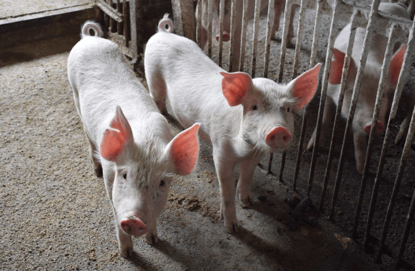 Африканская чума свиней подступает к границам Башкирии