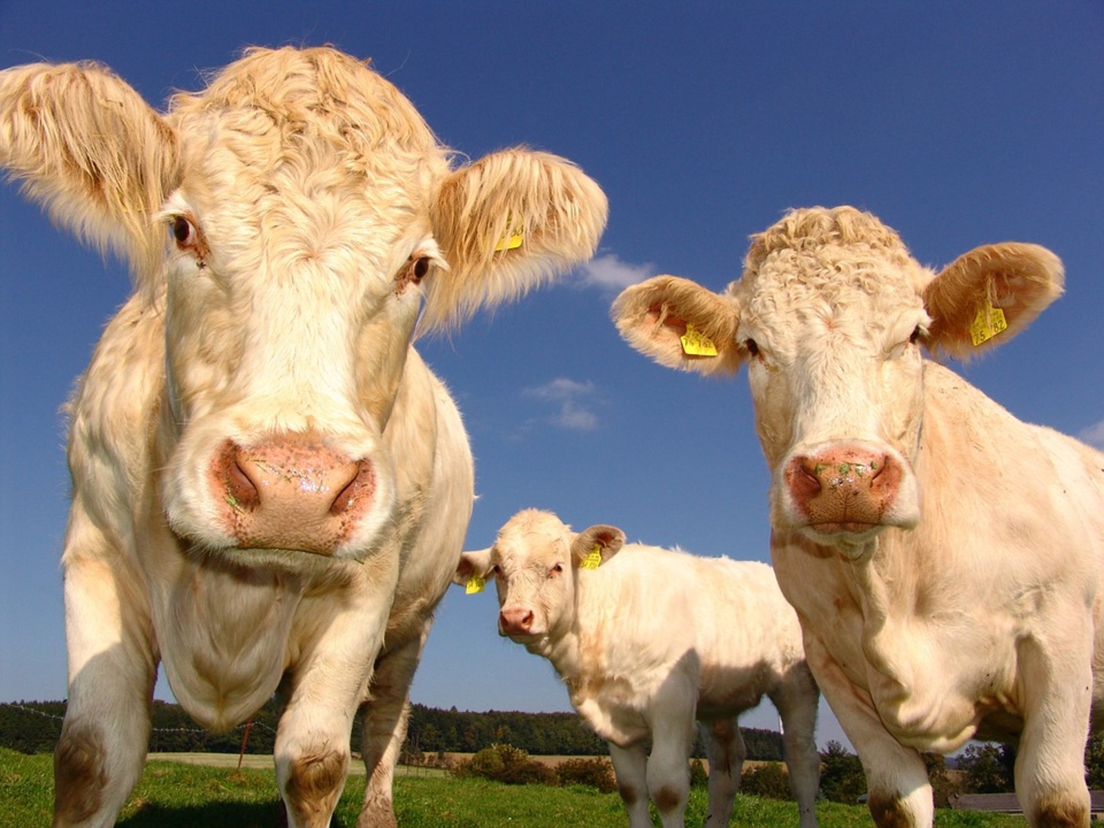 В стране на 6% вырос объём реализации молока в сельхозорганизациях
