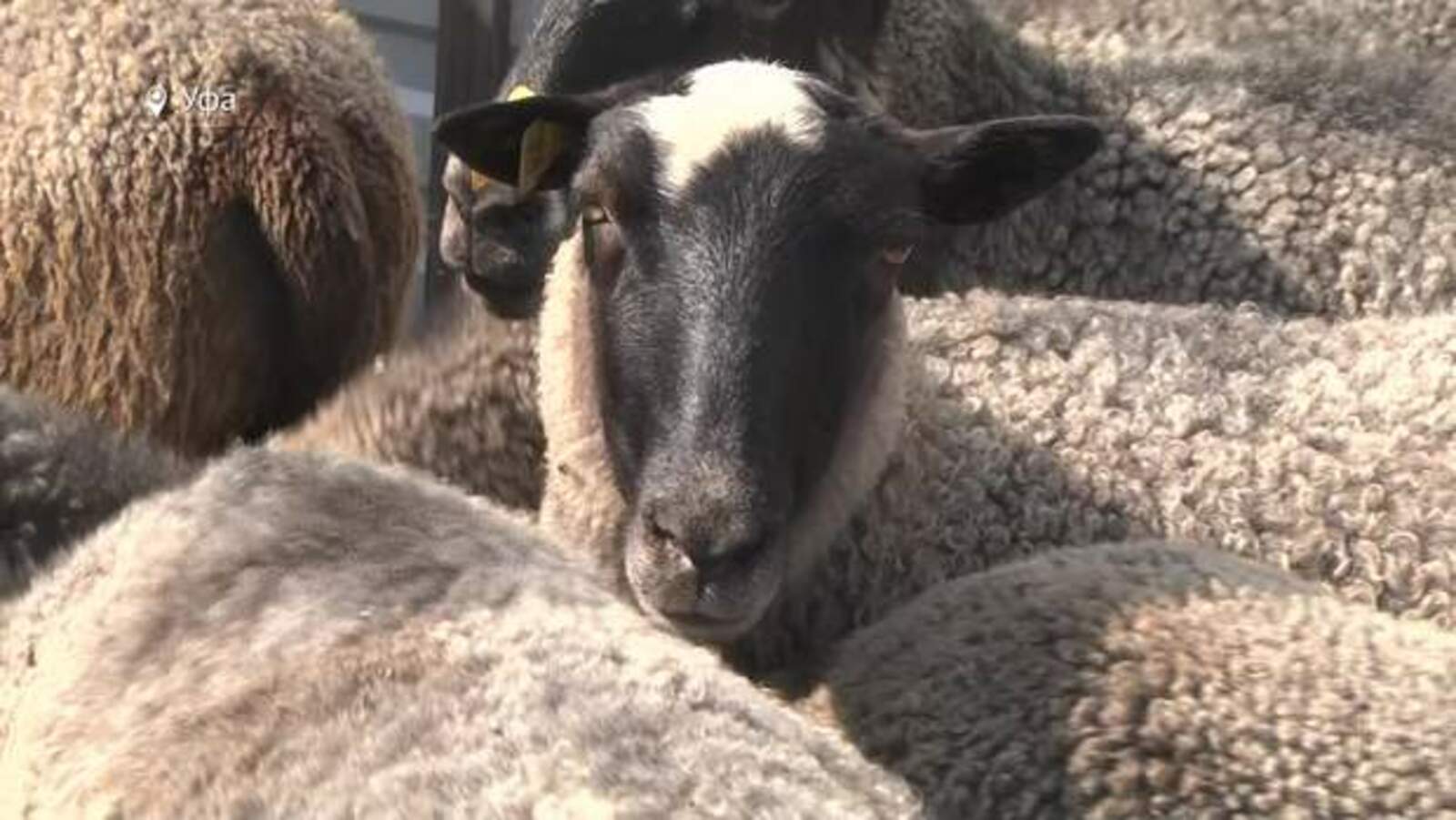 В Башкирии собаки загрызли овец сельчанки