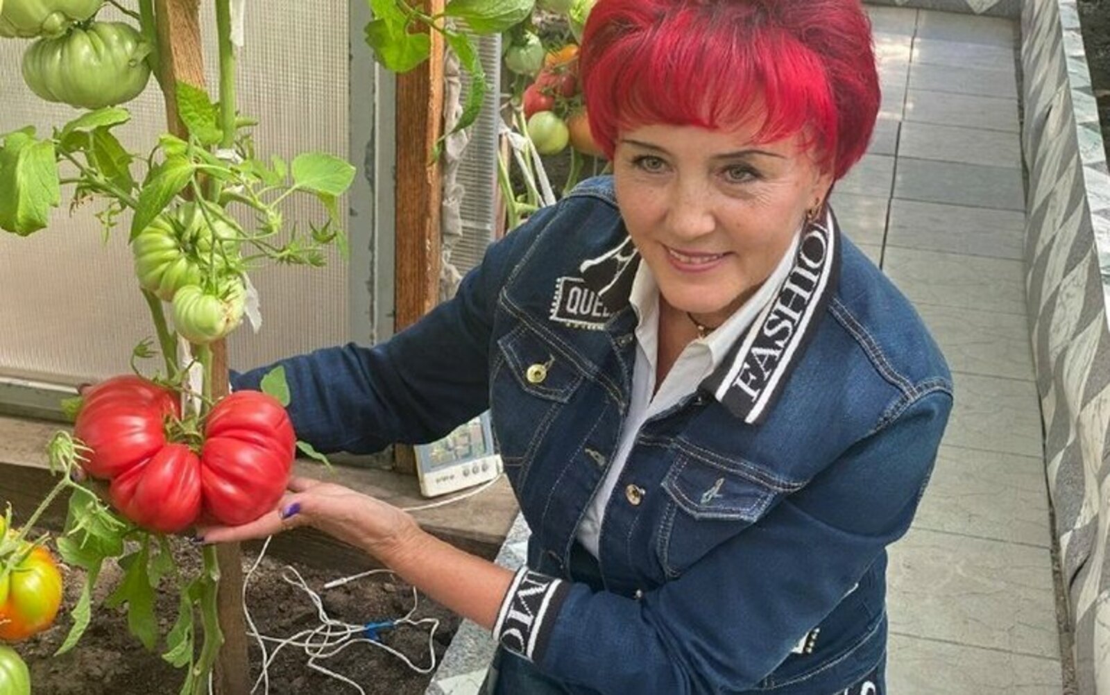 Самый большой помидор в России вырастили в Красноярском крае