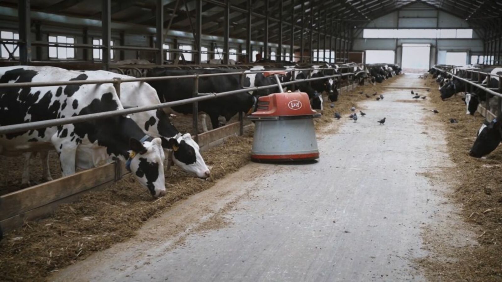 Треть молока в Башкортостане произвели масштабно инвестирующие сельхозпредприятия