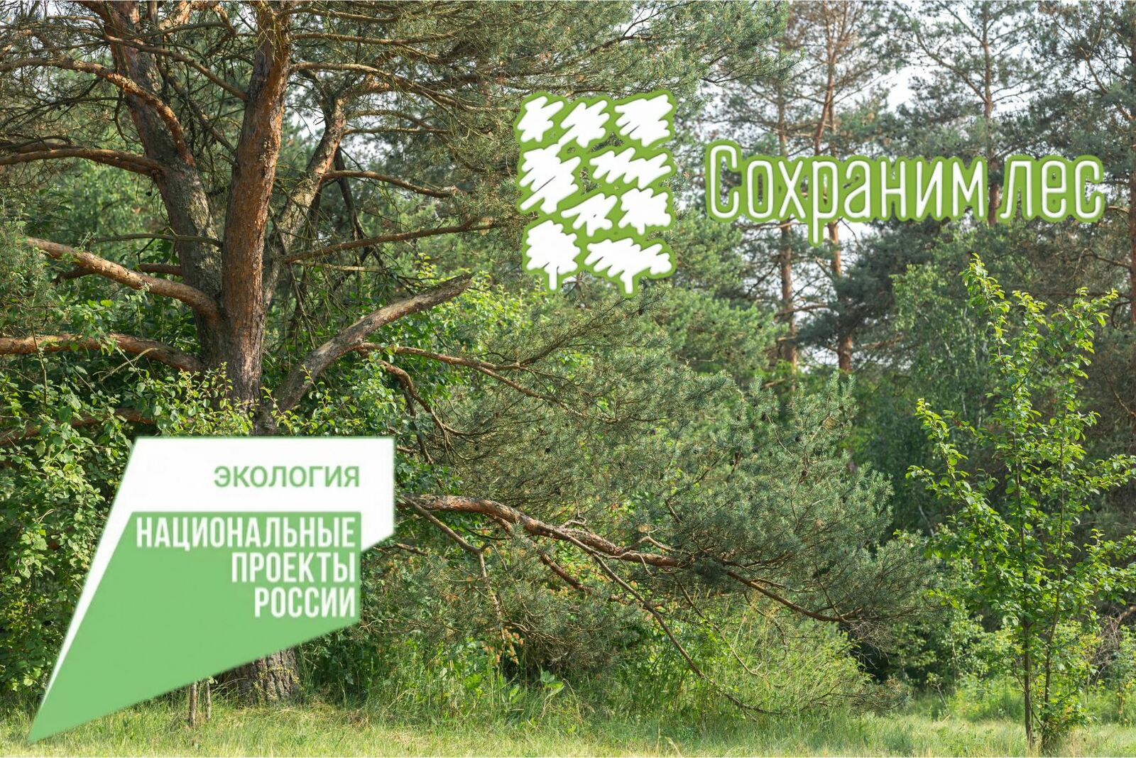 В Башкортостане продолжаются мероприятия по посадке деревьев