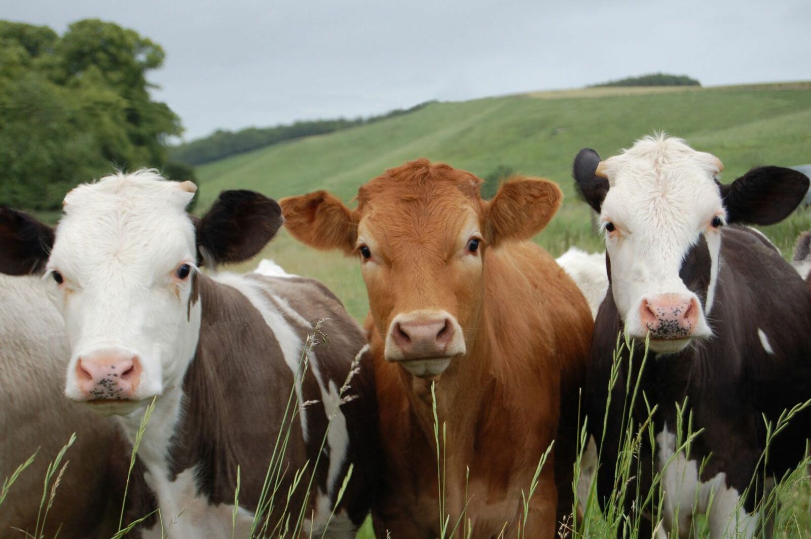 В России наблюдается тенденция к потере генофондных пород коров