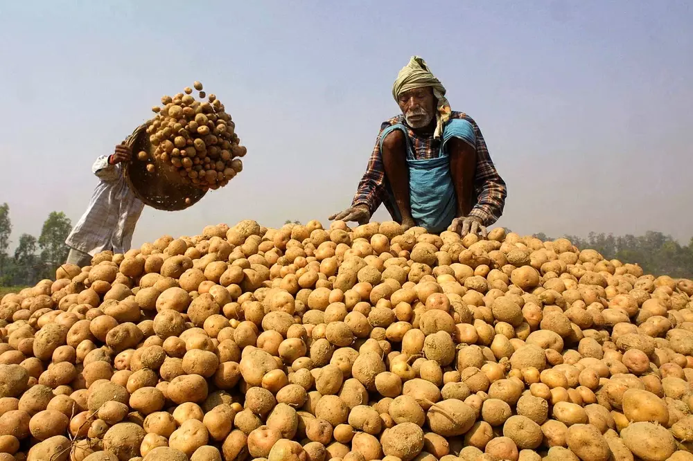 Фермеры Индии сидят с огромным урожаем томатов и картофеля