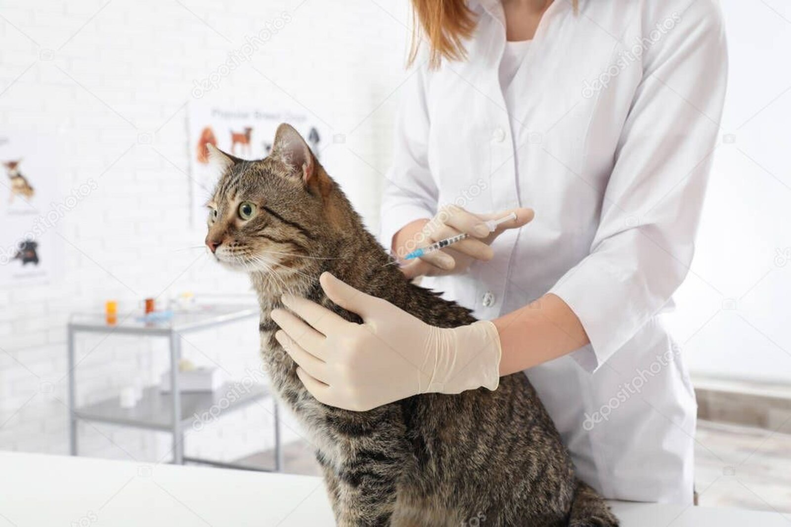 26 домашних животных в Уфе вакцинировали от коронавируса