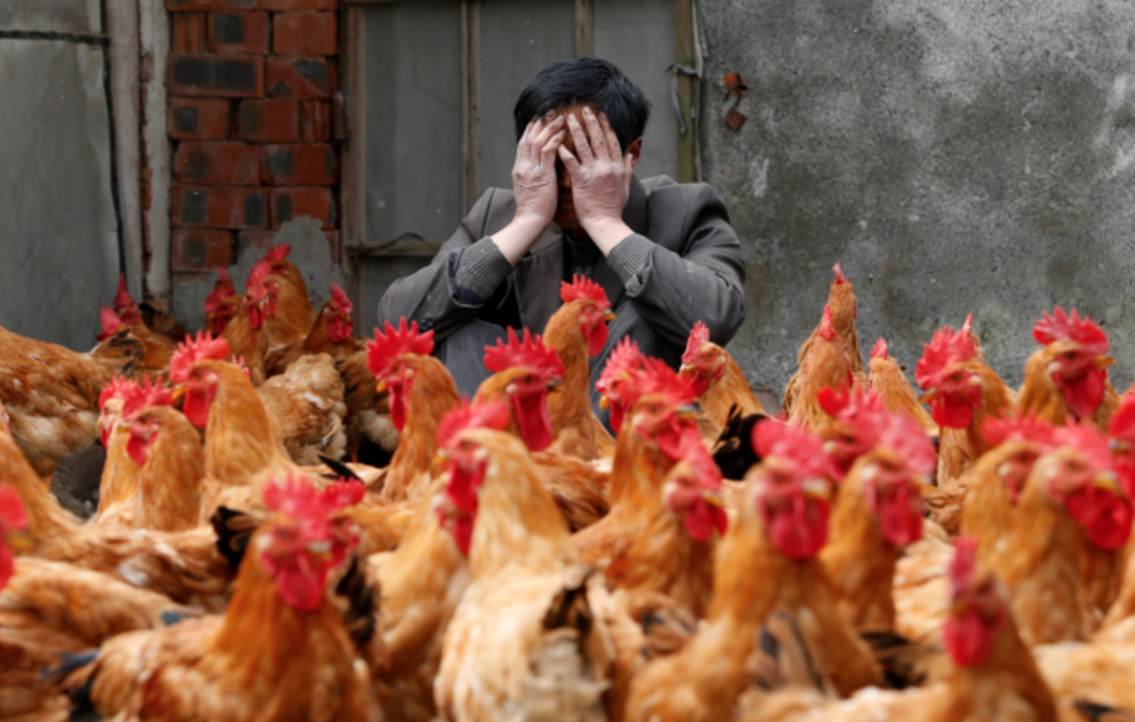 Птичий грипп выкашивает поголовье кур в Японии