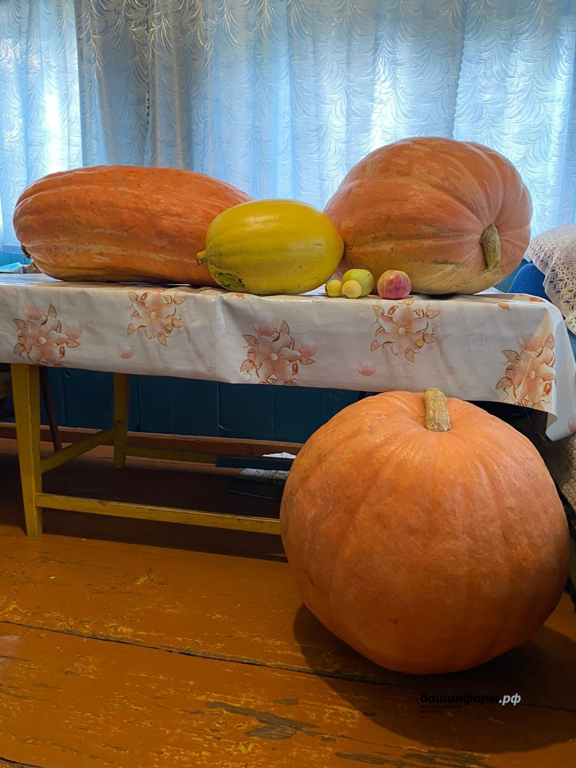 Семья из Башкирии вырастила гигантские тыквы