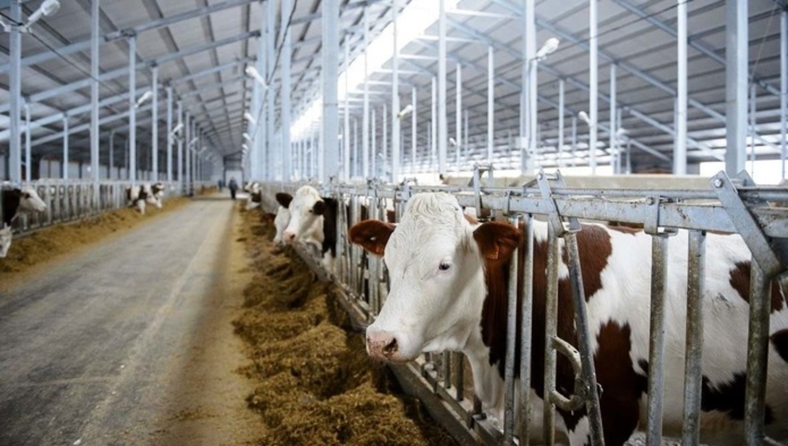 В Башкирии планируют построить роботизированную молочную ферму на 400 голов