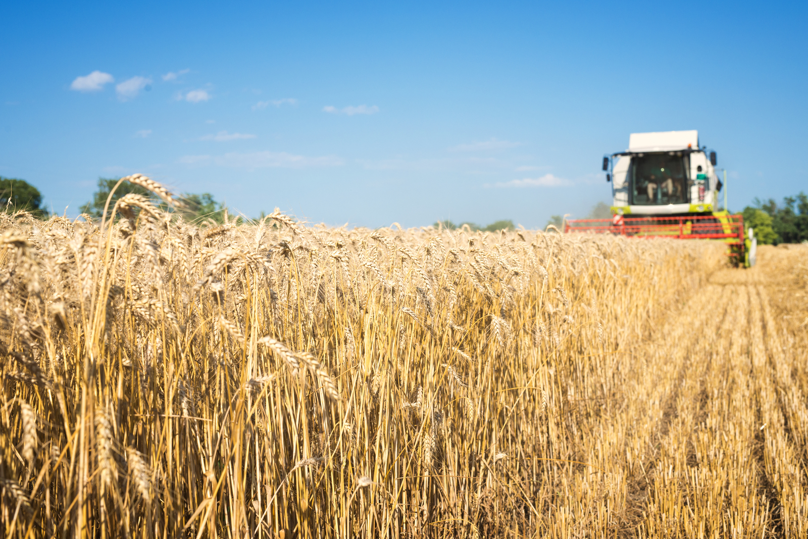 2,1 млн тонн зерна планируют собрать в 2021 году аграрии Башкортостана