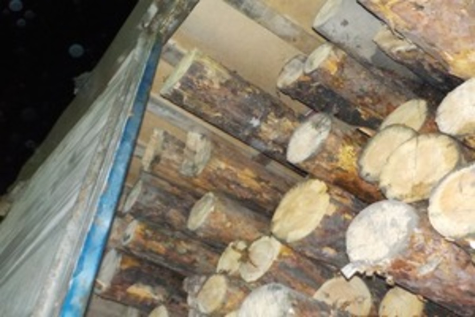 Таможня не выпустила в Казахстан 20 тонн сосновых брёвен