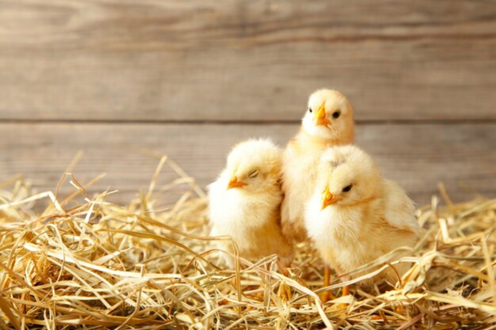 Влияние тюков соломы на благополучие цыплят-бройлеров