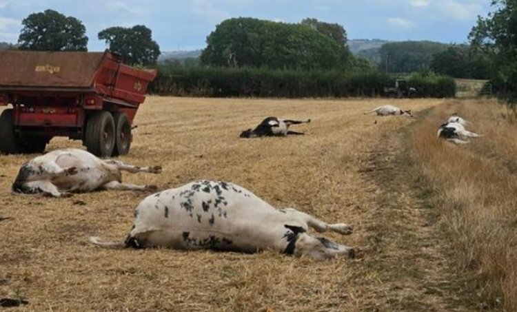 Токсичное растение погубило скот на британских фермах