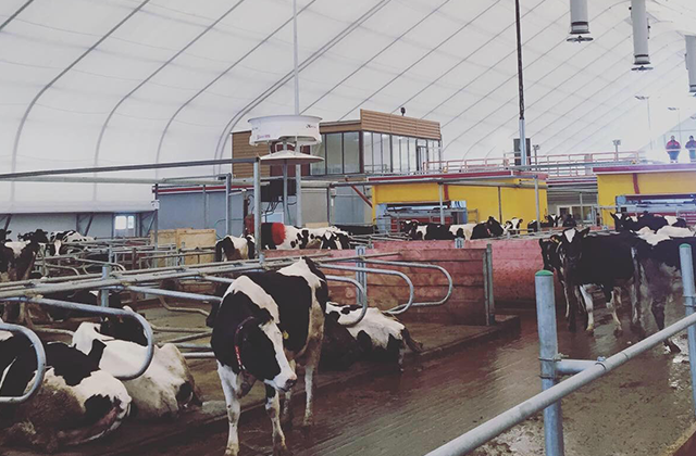 В молочном животноводстве Башкирии используют 37 роботизированных систем