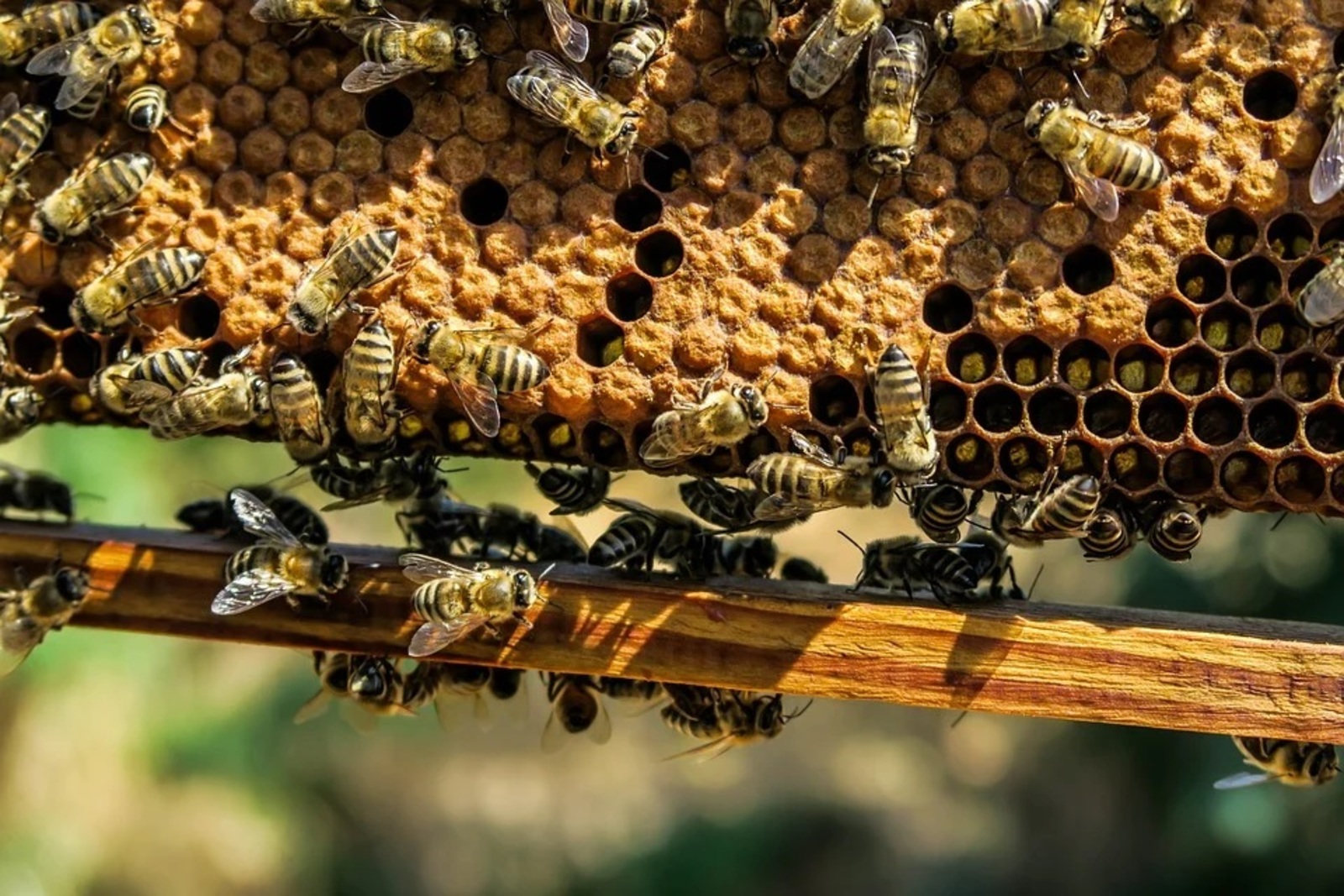 Учёные выяснили особенности влияния дофамина на пчёл