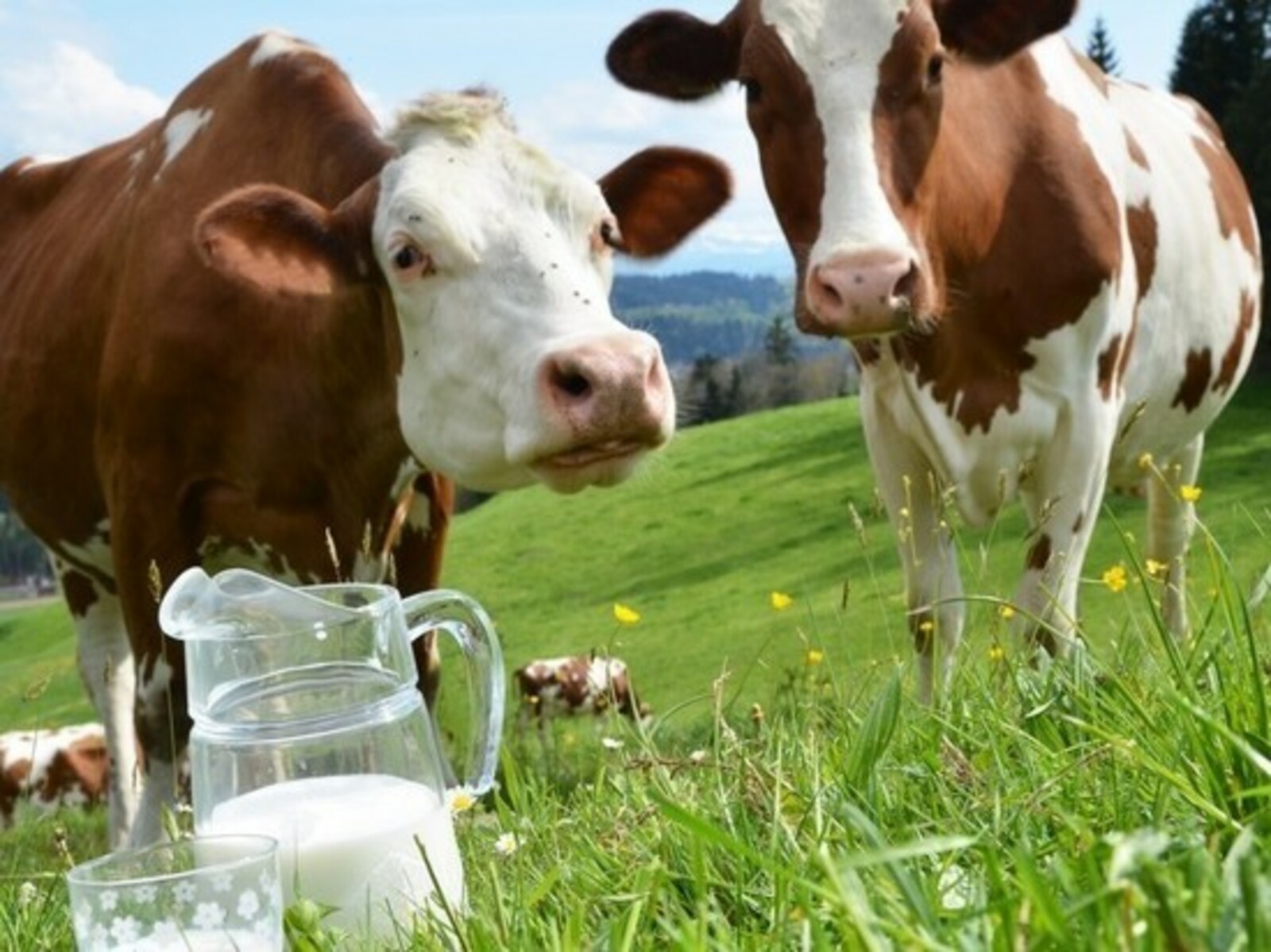 В России реализуют 165 инвестпроектов молочного животноводства