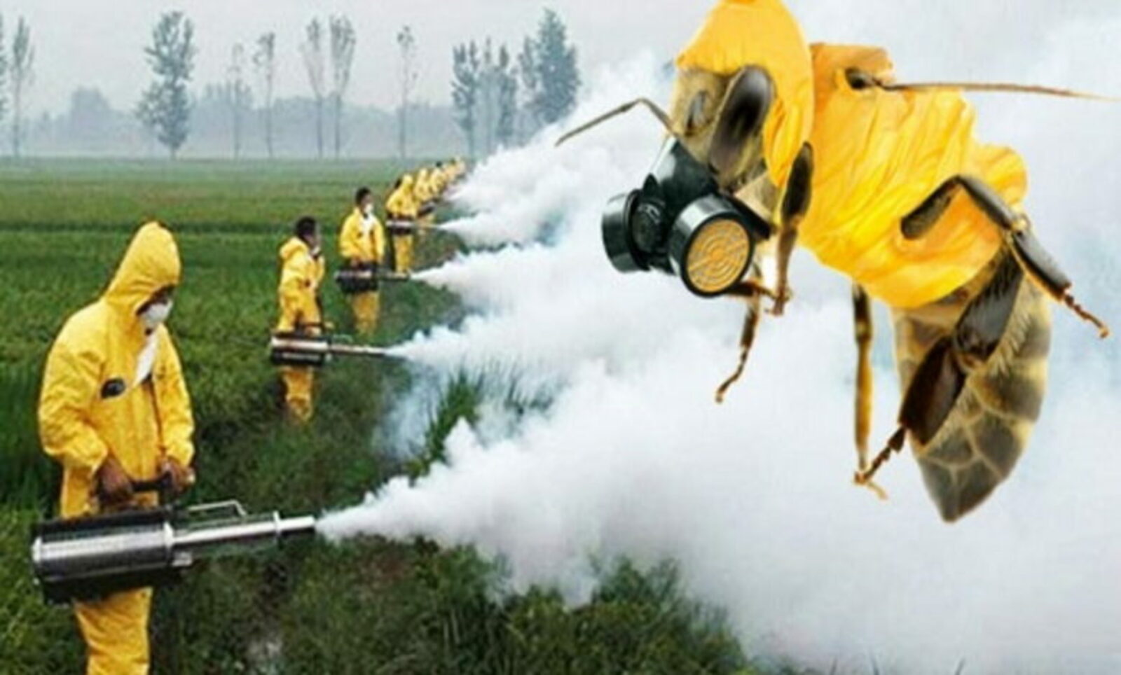 Пестициды — не единственная причина гибели пчёл
