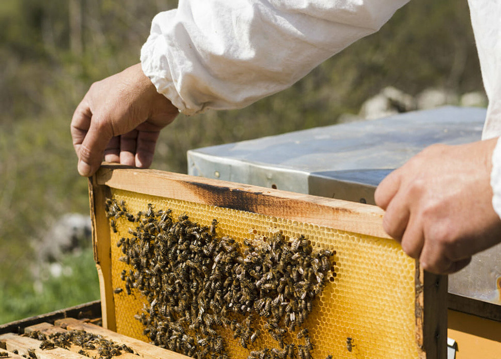 Пчёл из Средней Азии временно запретили ввозить в Башкирию