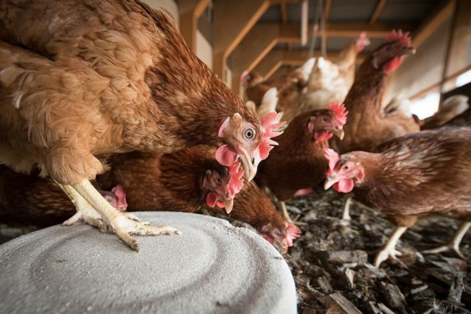 Канадские фермеры обеспокоены вспышками птичьего гриппа