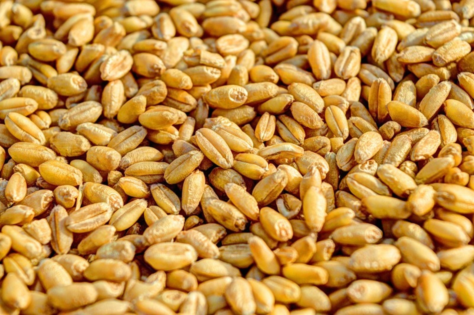 Пошлина на экспорт пшеницы из РФ будет снижена с 25 января