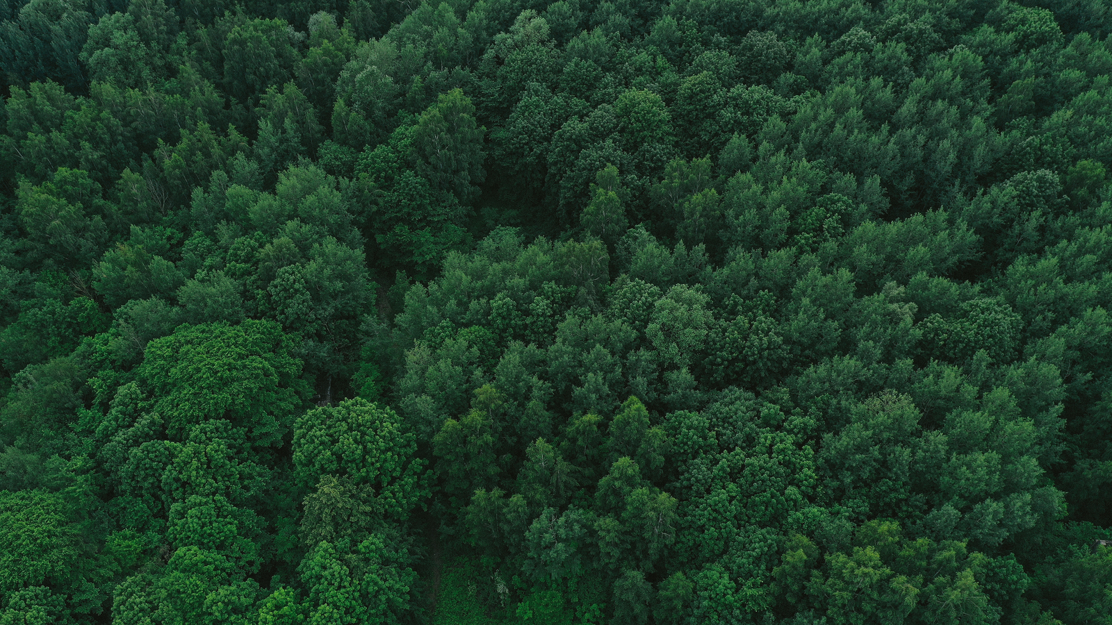 В Учалинском районе пресечена незаконная рубка леса