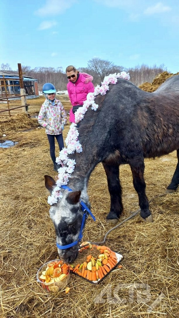 На Сахалине лошадь-рекордсменка отметила 50-летие