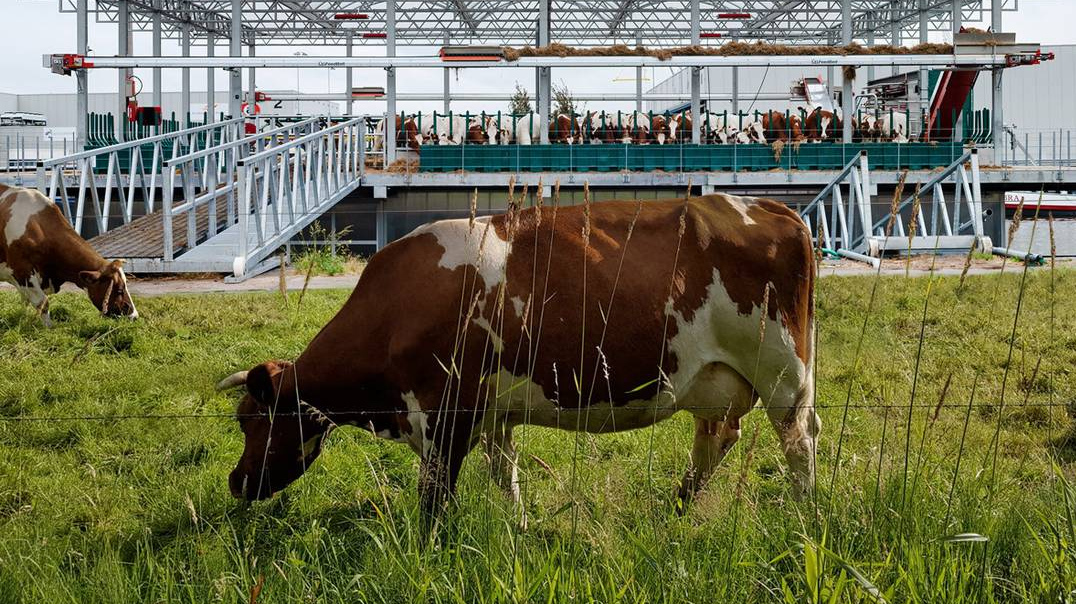 Первая в мире безотходная плавучая ферма запущена в Нидерландах