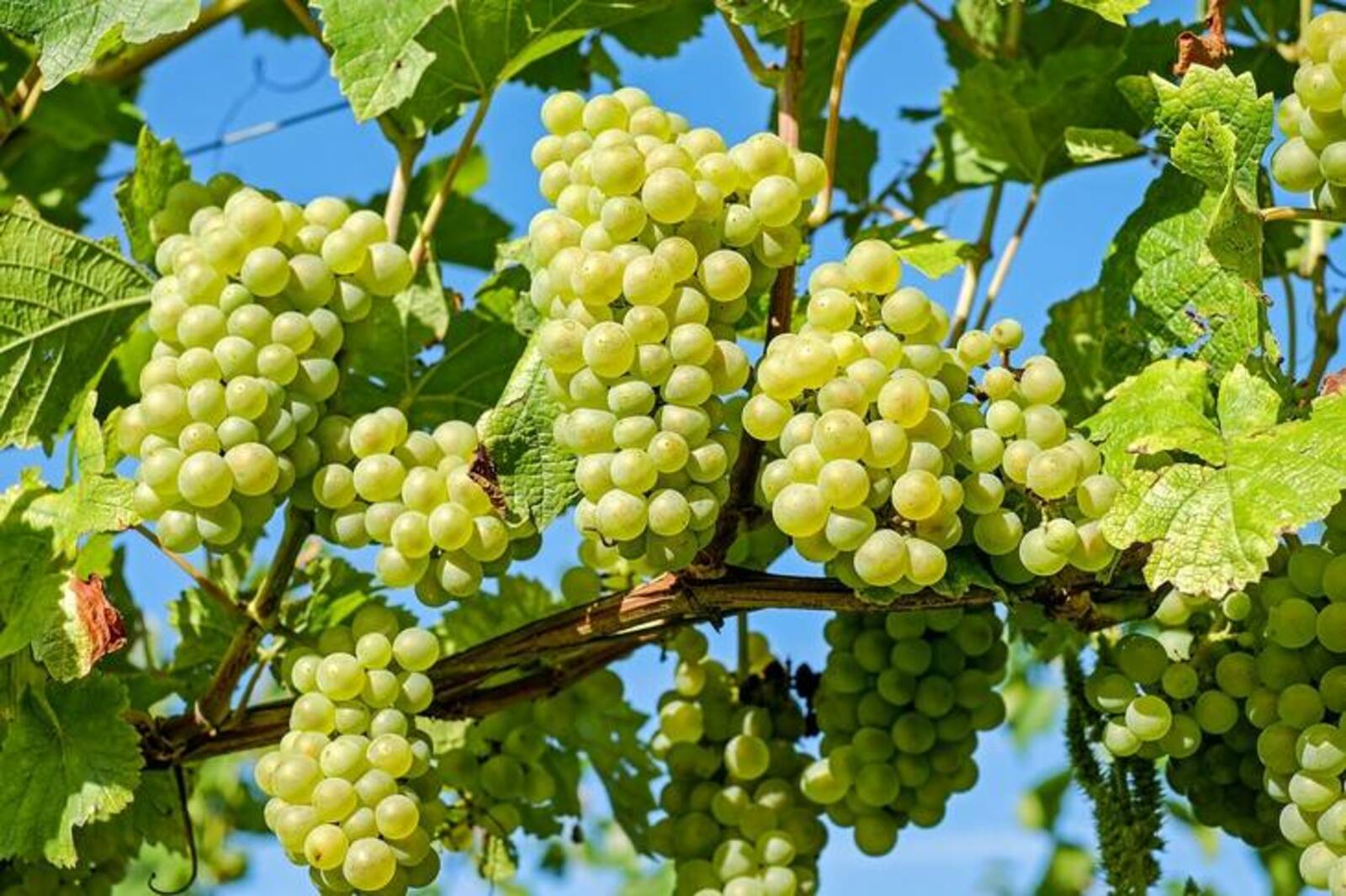 Урожай винограда в России в 2023 году достигнет 800 тысяч тонн