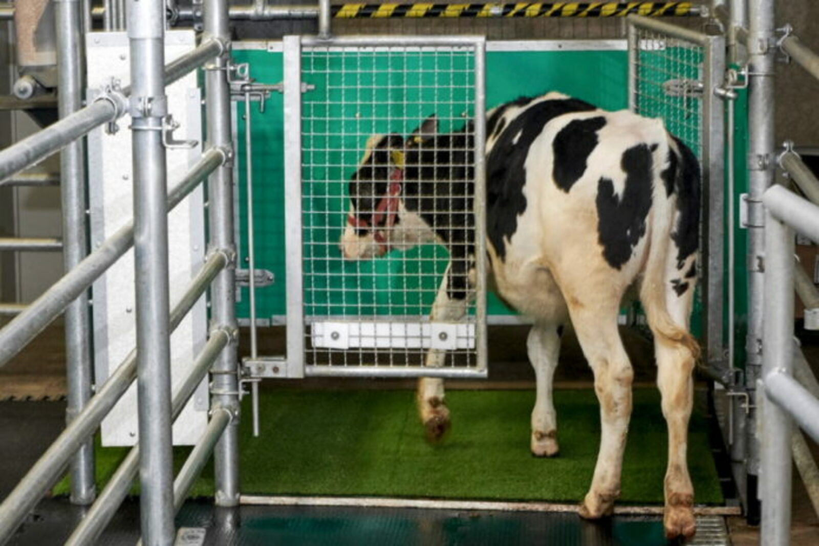 Коров научили ходить в туалет ради спасения планеты