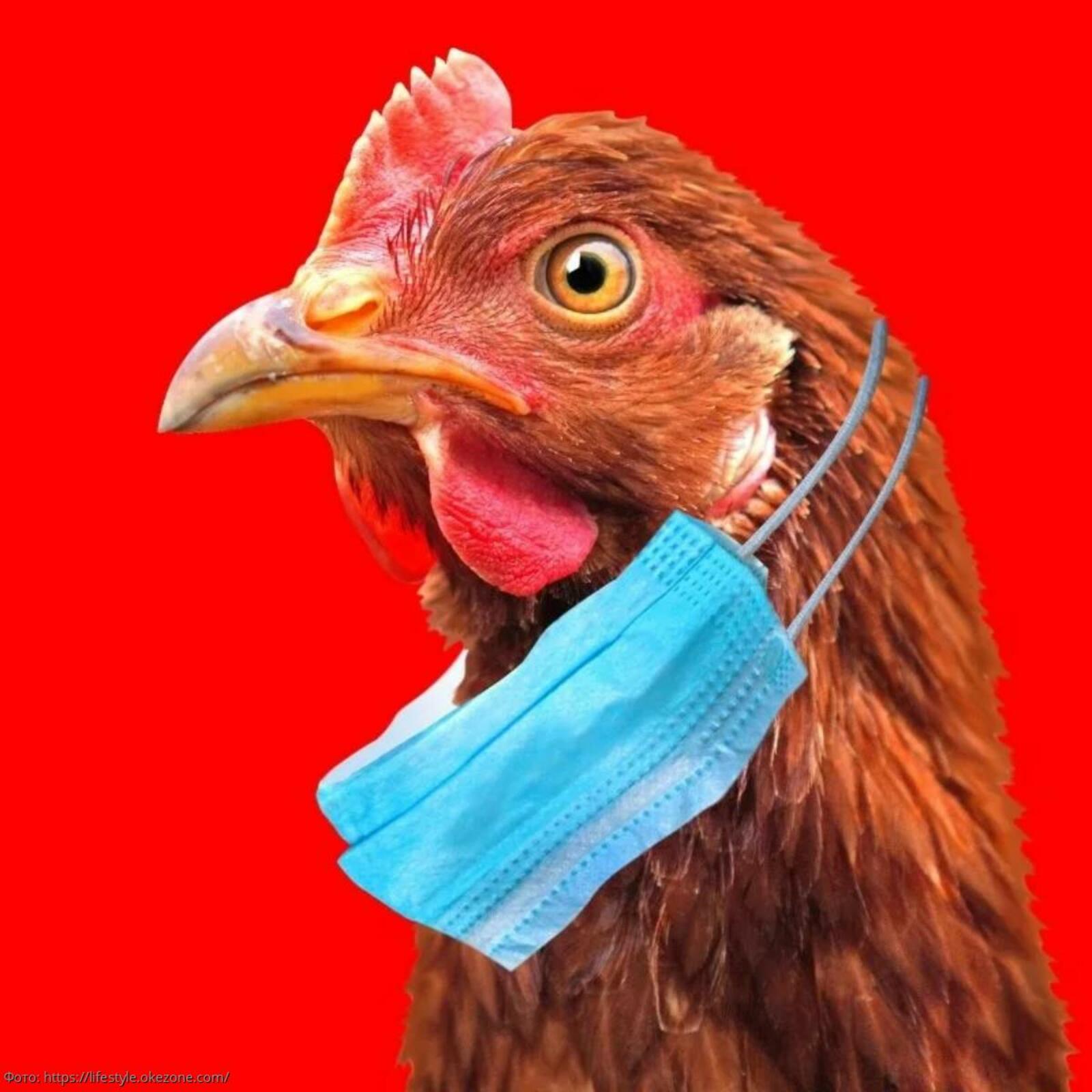 Выявлен первый случай заболевания человека птичьим гриппом