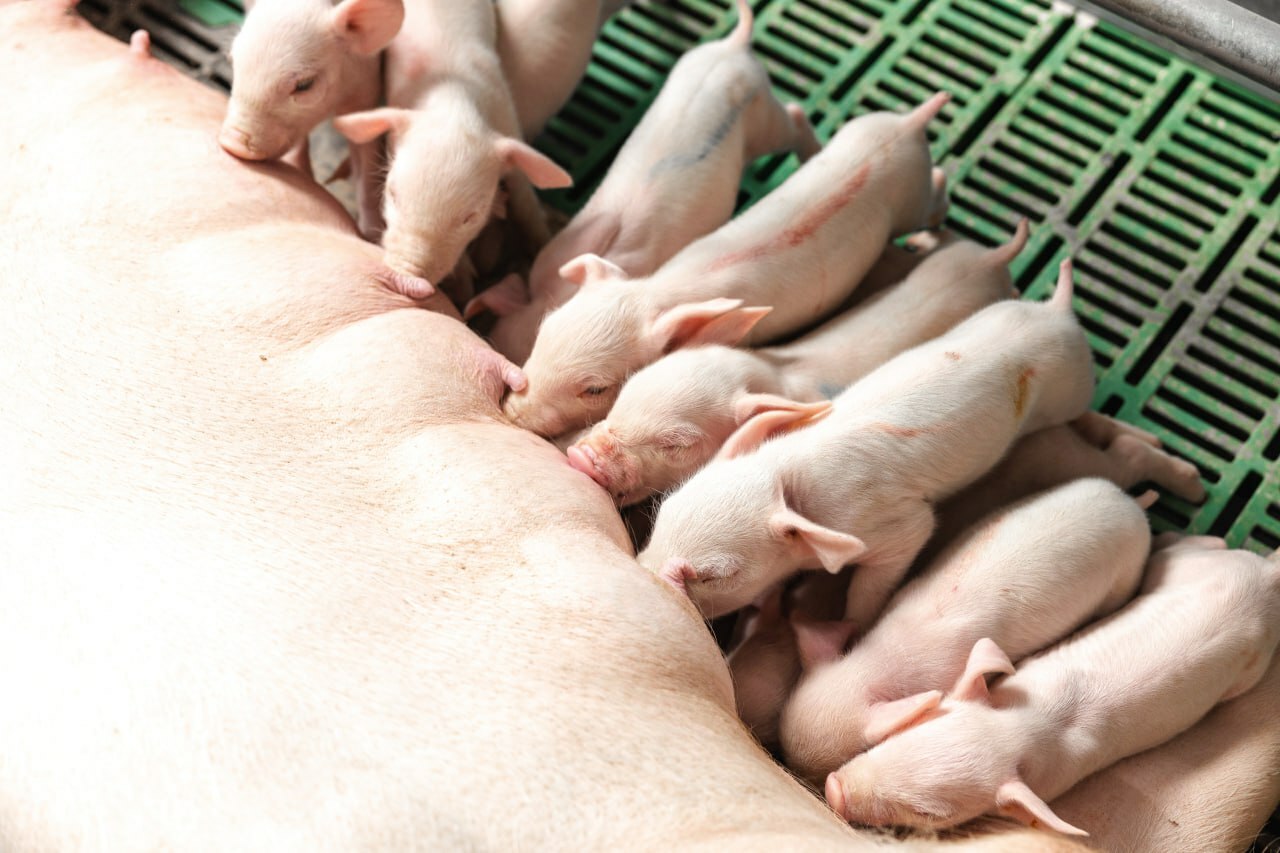 «Башкирская мясная компания» увеличивает поставки племенных свиней