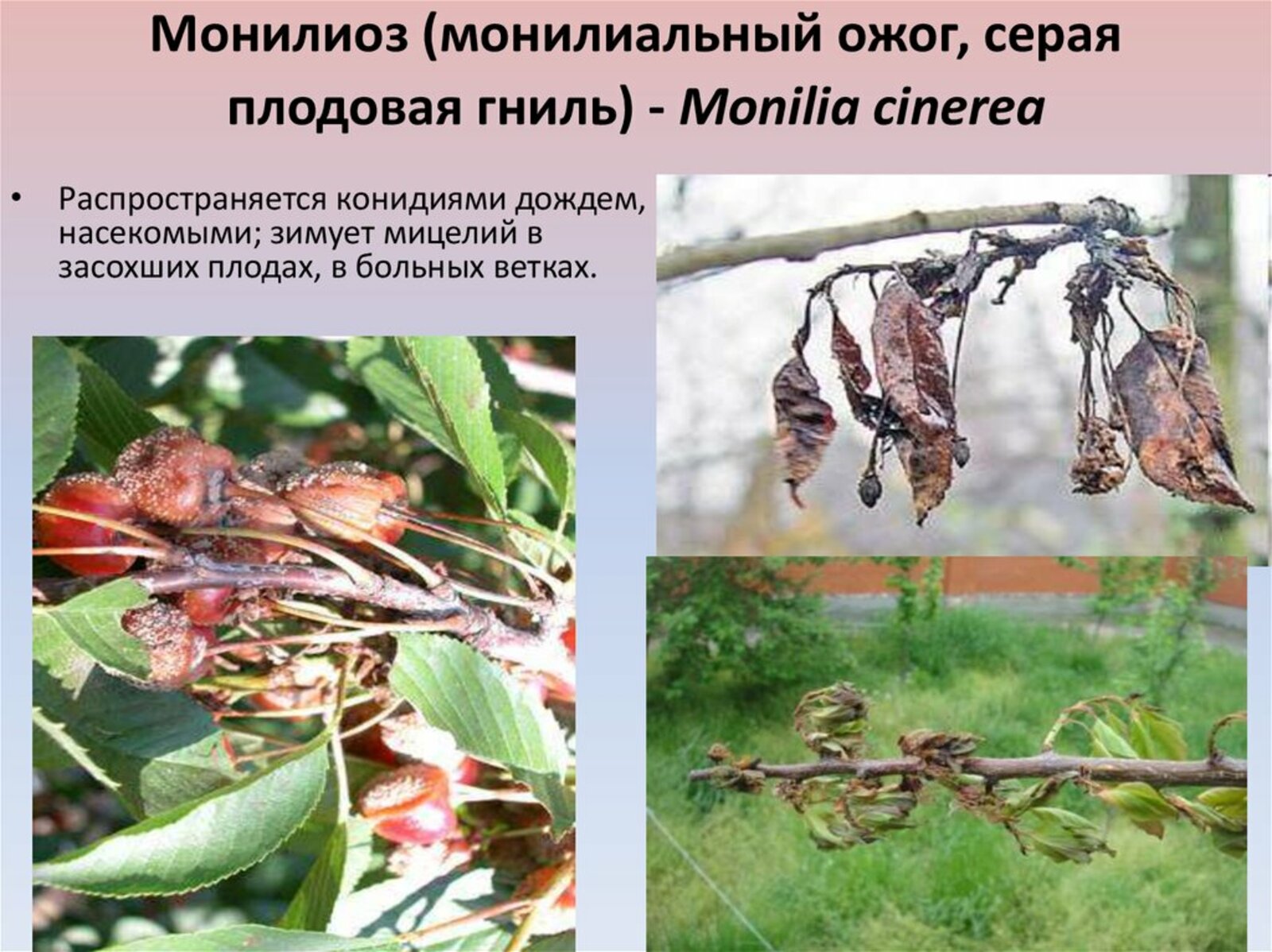 Обработка плодовых деревьев от монилиоза осенью