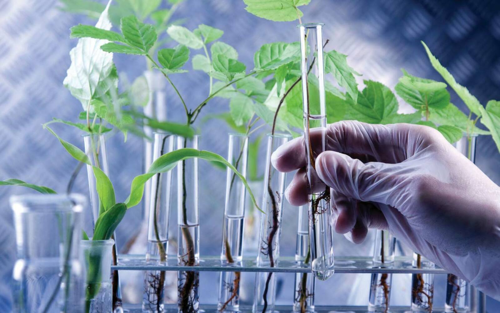 В России создадут Национальный центр генетических ресурсов растений