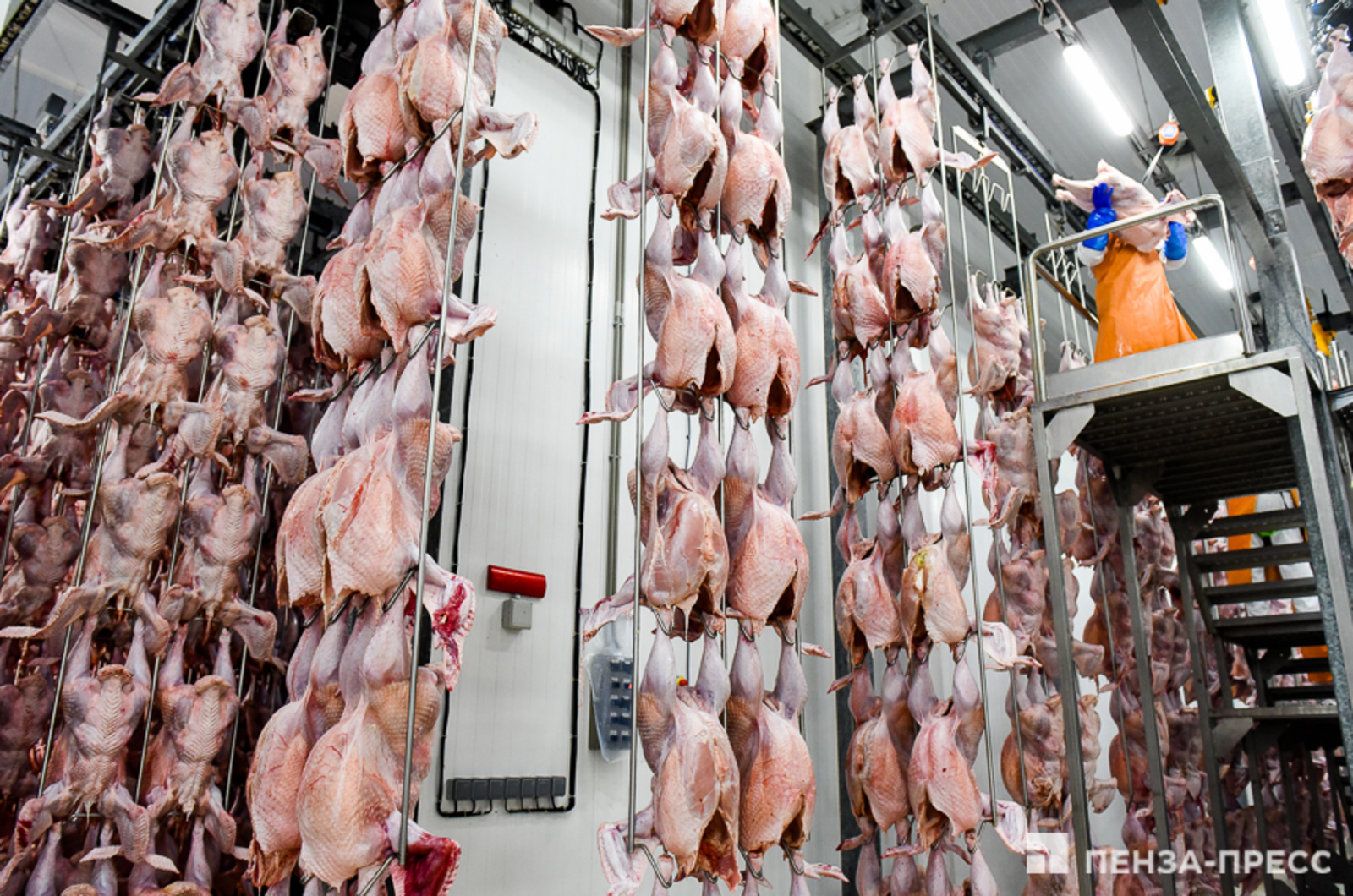 В России заморозят цены на мясо птицы