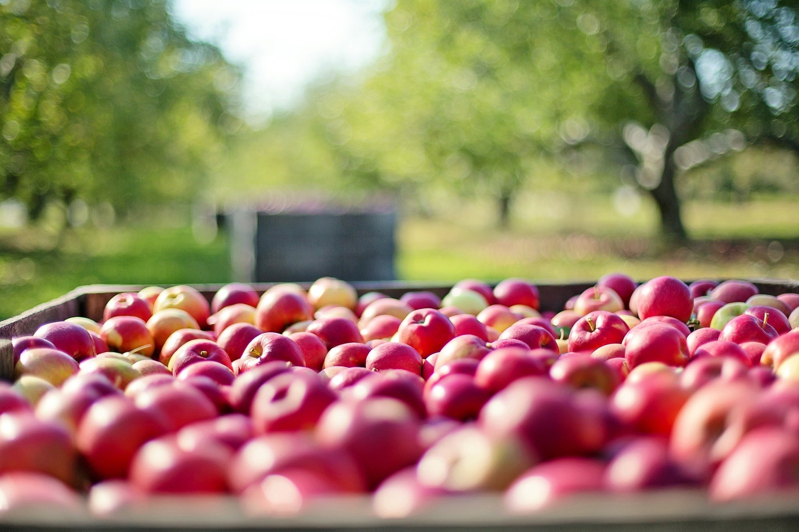 Годовое производство плодово-ягодной продукции в России достигло рекордных 1,5 млн тонн