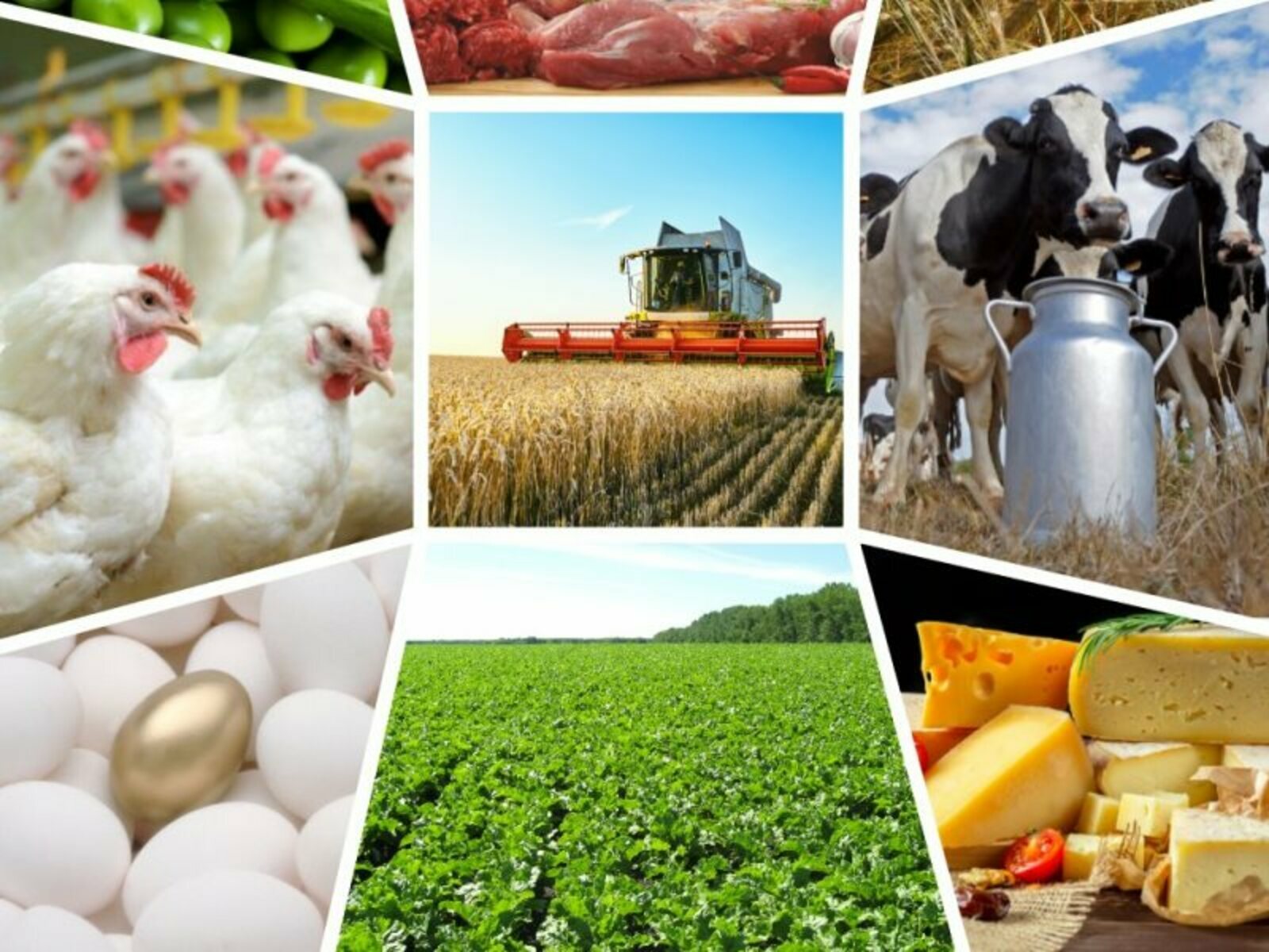 В Башкортостане растёт доля фермерских хозяйств в производстве сельхозпродукции